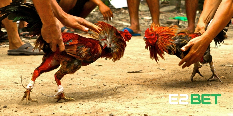 Đá Gà Cựa Sắt: Cơ Hội Kiếm Tiền Lớn Dành Cho Những Tay Chơi Thực Thụ 1 Tổng quan về đá gà cựa sắt